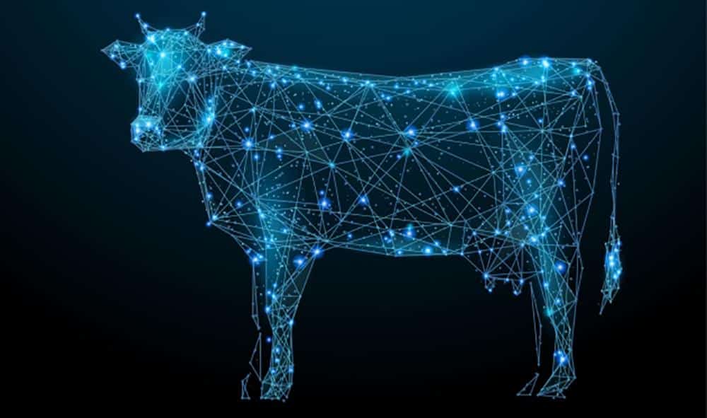 Ecotrace-Blockchain-Pecuária
