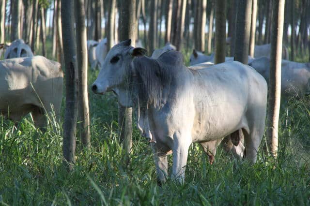 carne-bovina-carbono-neutro-embrapa